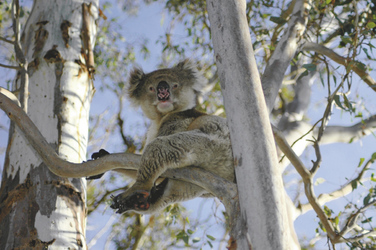 Koala mit Weitblick