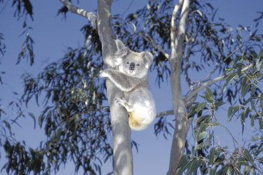 Koala auf Kangaroo Island