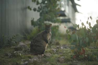 Wallaby beim Hotel