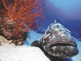 Zackenbarsch am Great Barrier Reef