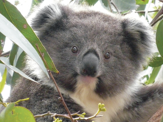Guckguck Koala