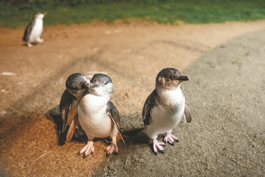 Phillip Island Pinguine, ©VisitVictoria