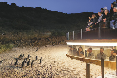 Pinguin Parade Phillip Island Nature Parks, ©Warren Reed