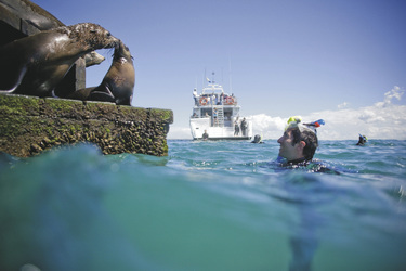 Schwimmen mit Seehunden bei Sorrento