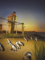 Pinguinparade Phillip Island