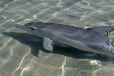 Delfin am Strand von Minkey Mia