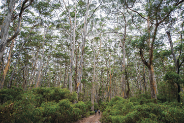 Boranup Forest, Margaret River, ©Tourism Western Australia