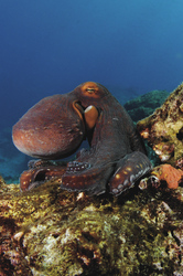 Oktopus ©GARY BRENNAND