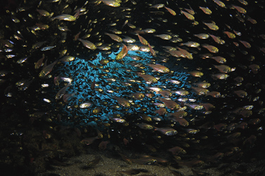 Rifffischschwärme ©GARY BRENNAND
