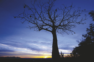 Boab Baum im Sonnenuntergang