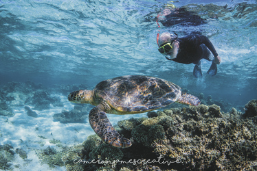 Am Ningaloo Reef , ©Cameron James