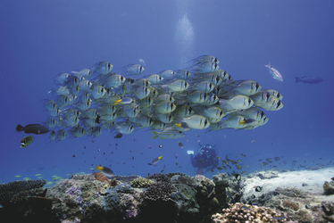 Muiron Islands Unterwasserwelt ©Scott Plume