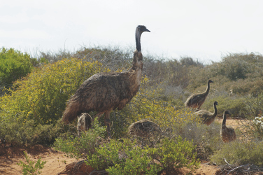 Emus in freier Wildbahn