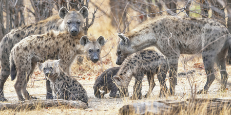 Hyänen-Familie