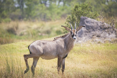 Sable Antilope
