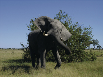 Elefanten beobachten im Moremi Game Reservat