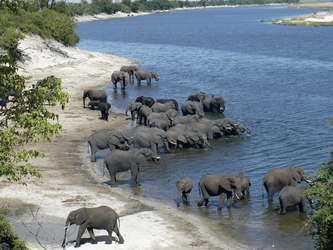 Elefantenherde am Chobe River