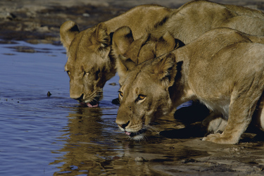 Savute Safari Lodge, ©Desert & Delta Safaris