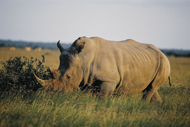  Khama Rhino Sanctuary