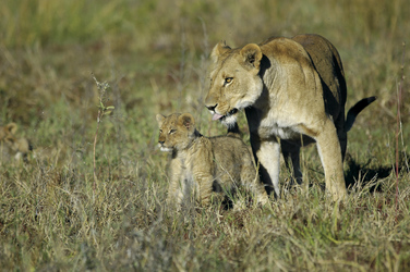 Löwin mit Löwenbaby