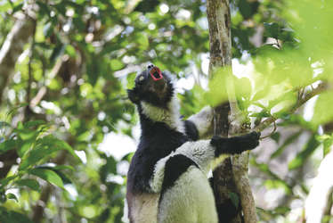 Indri Lemur, ©2019 Jordi Jornet
