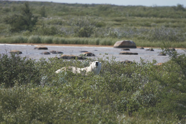 Eisbär in der Tundra im Sommer - ©Frontiers North, ©Frontiers North