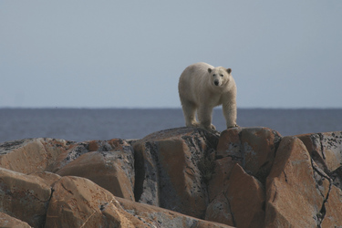 Eisbär in der Sommerlandschaft - ©Frontiers North, ©Frontiers North