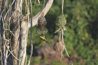 Webervögel an ihren Nestern, ©Africa-Experience