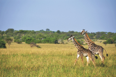 In der Savanne unterwegs, ©Kenya-Experience