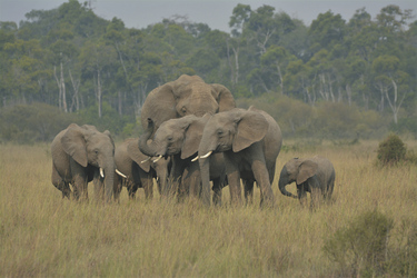 Elefantenherde, ©Africa-Experience