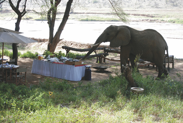 Neugieriger Elefant im Elephant Bedroom Camp