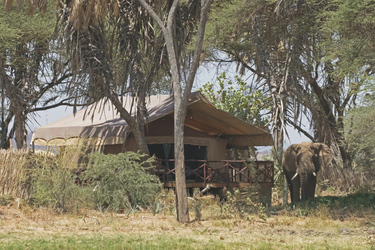Besuch im Elephant Bedroom Camp