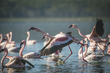 Flamingos am Lake Nakuru, ©Niels van Gijn / Silverless