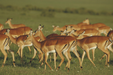 Antilopen in der Masai Mara