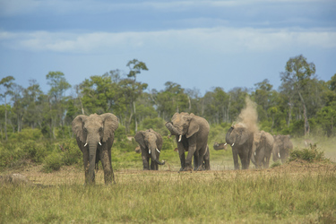 Elefantenherde im Anmarsch, ©Georgina Goodwin