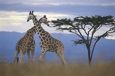 In der Masai Mara