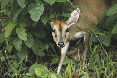 ©Gabriella Costantini