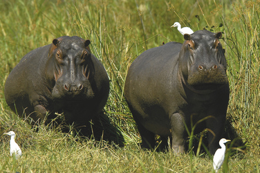 Hippo Paradies