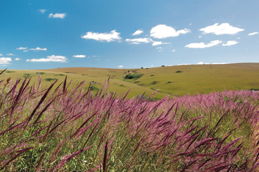 Nyika Nationalpark