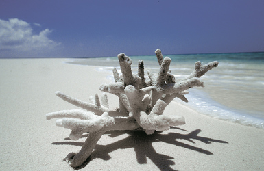 Koralle am Strand