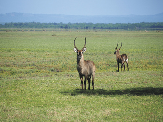 Im Gorongosa Nationalpark, ©Anto Dharsono