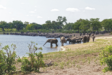 Durstige Elefanten, ©roederphotoqraphy