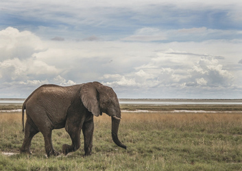 Etosha Nationalpark, ©Ute von Ludwiger