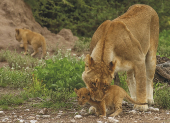 Löwenmutter mit Kind, ©Ute von Ludwiger