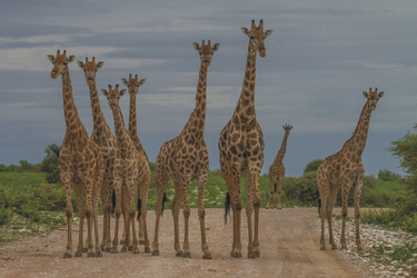 Giraffenfamilie, ©Ute von Ludwiger