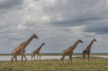 Giraffen im Etosha Nationalpark, ©Ute von Ludwiger