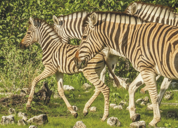 Nachwuchs bei den Zebras, ©Ute von Ludwiger