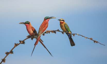 Bunte Vogelwelt in der Zambezi Region