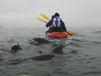 Von Delfinen umgeben