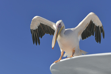 Pelikane hautnah erleben, ©Helmut Gries
